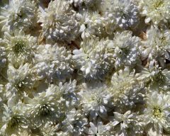 Tapeta Nature Flowers 504.jpg